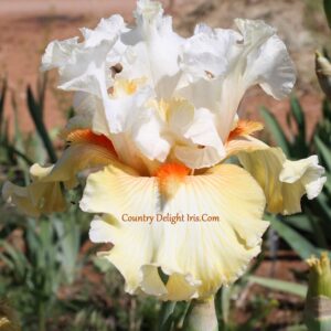 Don't Mess With Texas