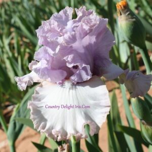 I Like Pretty Things