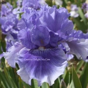 Money In Your Pocket