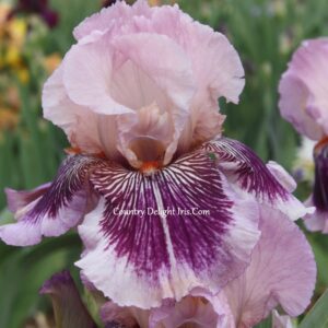 Plum Pretty Whiskers