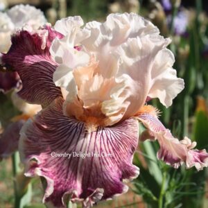 Read Between The Lines