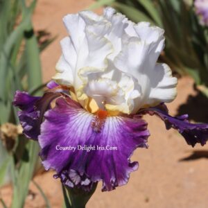 Some Enchanted Evening