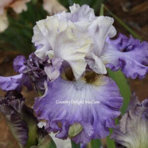 Tango To The Moonlight