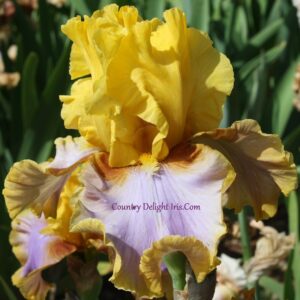 Waimea Canyon Sunrise