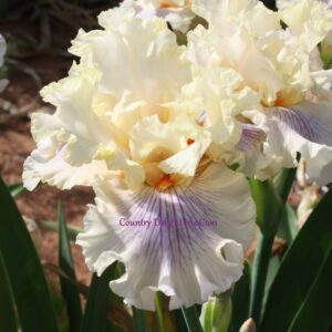 Matters Of The Heart